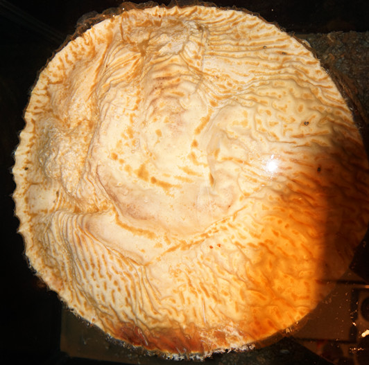 国宝肉灵芝(藏药极品---肉灵芝)